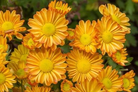 Background of orange flowers Stock Photos