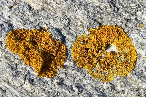 Background of orange lichen Stock Photos