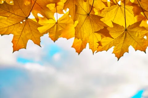 Background with orange maple leaves on the sky 写真素材