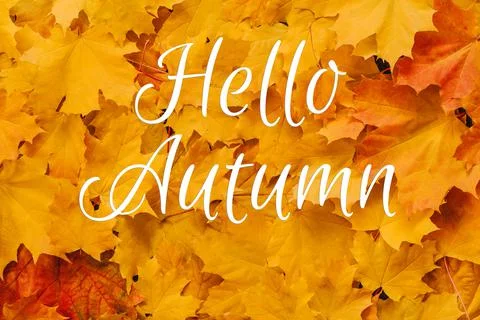 Background of orange maple leaves with text Hello Autumn Stock Photos