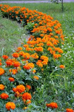 Background of orange marigolds. Stock Photos