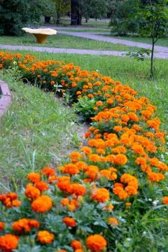 Background of orange marigolds.2 Stock Photos