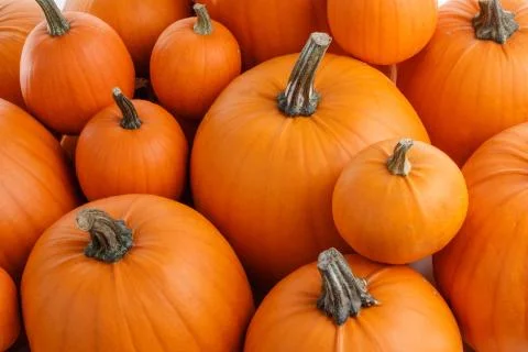 Background of orange pumpkins Stock Photos