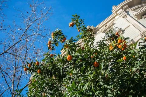 A background with orange tree, its leaves and fruits, Barcelona, Spain. Stock-Fotos