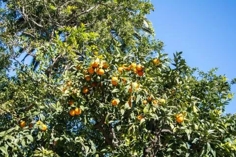 A background with orange tree, its leaves and fruits, Barcelona, Spain. Stock Photos