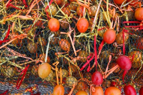 Background of orange wooden Easter eggs Stock Photos