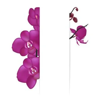 Background with orchids Stock Illustration