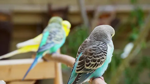 Background out of focus and a shell parrot budgie parakeet on a branch. Stock Footage 243193375