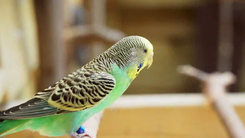 Background out of focus and a shell parrot budgie parakeet on a branch. Stock Footage 243193703