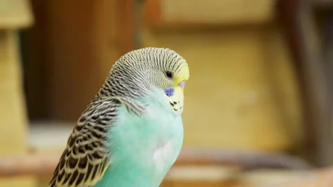 Background out of focus and a shell parrot budgie parakeet on a branch. Stock Footage 243195187