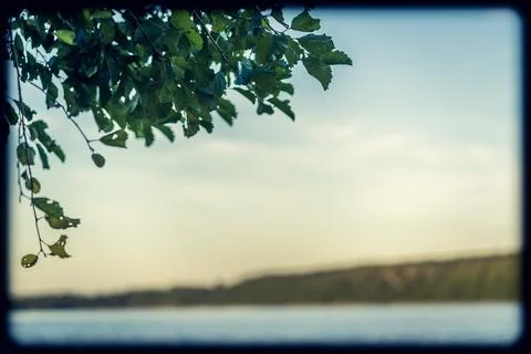 Background overlay of tree twigs and a lake Stock Photos