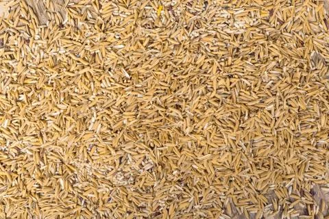 Background of paddy. Stock Photos