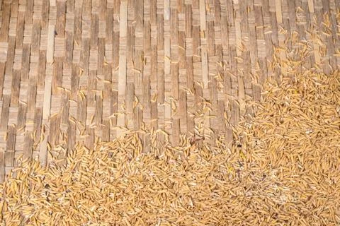 Background of paddy. Stock Photos