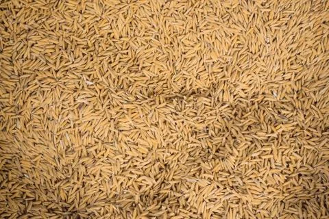 Background of paddy. Stock Photos