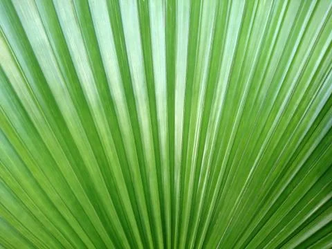 Background of palm leaf texture Stock Photos