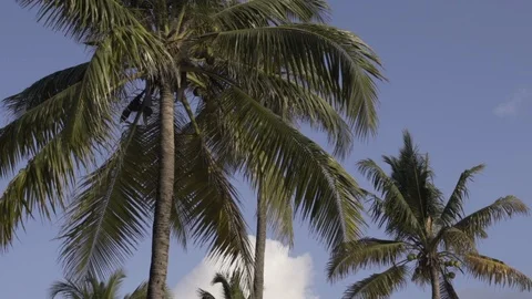 Background of palm tree Stock Footage 122761763