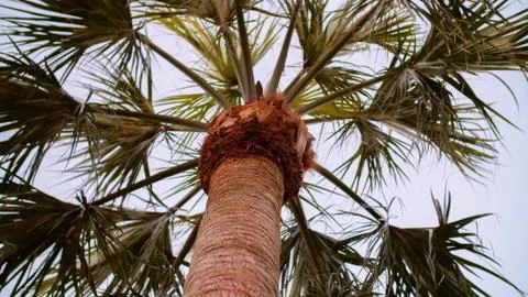 Background Palm Tree Image Stock Photos
