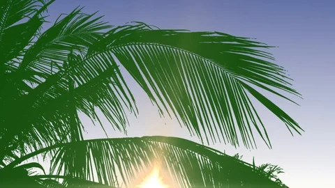 Background With Palm Tree Leaves - Day Vídeos de archivo 125462723