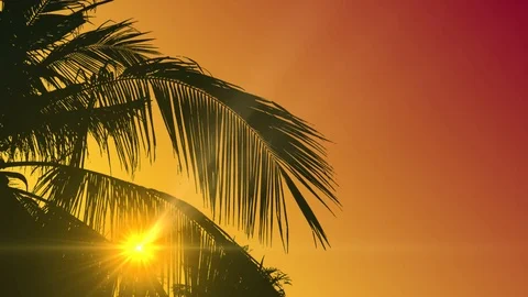 Background With Palm Tree Leaves - Sunset Stock Footage 125463019
