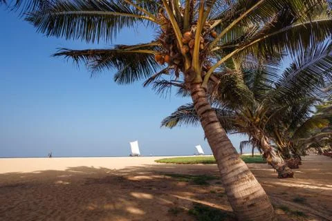 Background palm trees on beach Stock Photos