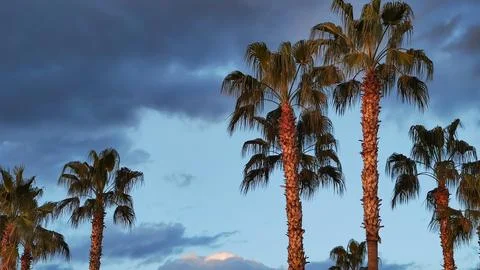 Background palm trees in sunset rays against background of blue evening sky Foto stock
