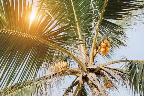 Background palms beach. Stock Photos