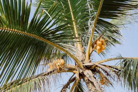 Background palms beach. Stock Photos