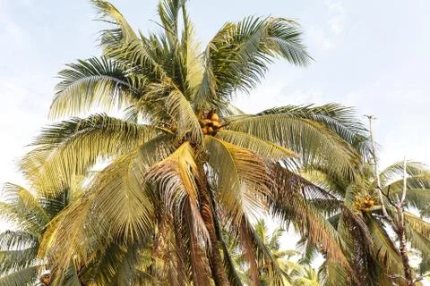 Background palms beach. Stock Photos