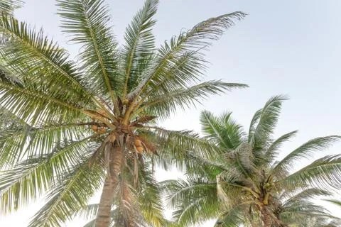 Background palms beach. Stock Photos