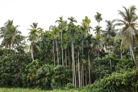 Background palms beach. Stock Photos