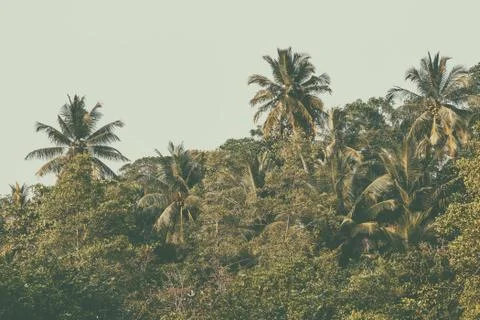 Background palms beach. Stock Photos
