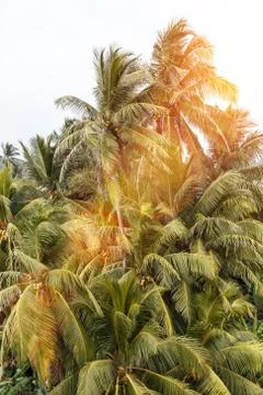 Background palms beach. Stock Photos