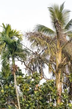 Background palms beach. Stock Photos