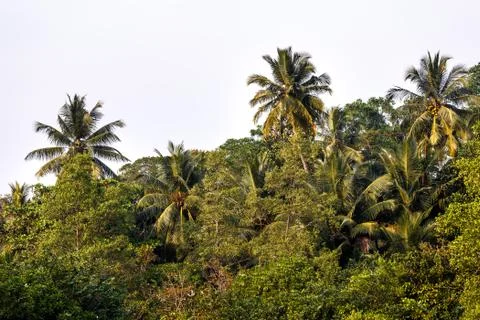 Background palms beach. Stock Photos