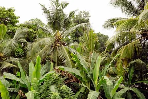 Background palms beach. Stock Photos