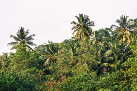 Background palms beach. Stock Photos