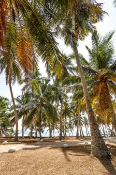 Background palms beach. Stock Photos