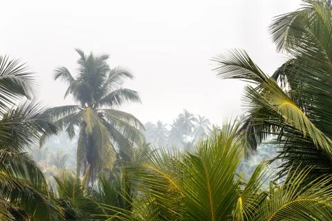 Background palms beach. Stock Photos
