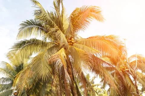 Background palms beach. Stock Photos