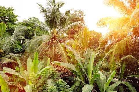 Background palms beach. Stock Photos