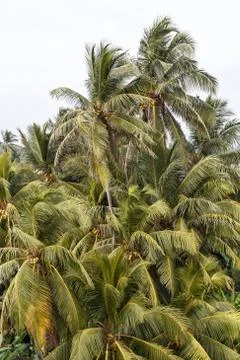 Background palms beach. Stock Photos