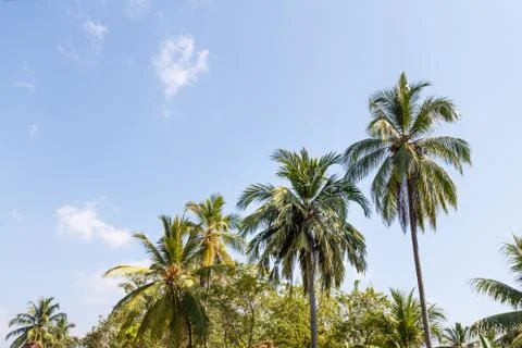 Background palms beach. Stock Photos