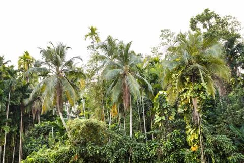 Background palms beach. Stock Photos