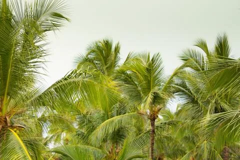 Background with palms Stock Photos
