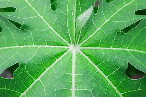 Background papaya leaf. Stock Photos