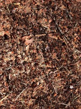 The background is part of an anthill with ants. Stock Photos