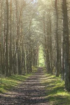 Background on a path in a pine forest. Stock Photos