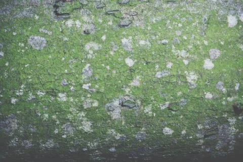 Background pattern on bark Stock Photos