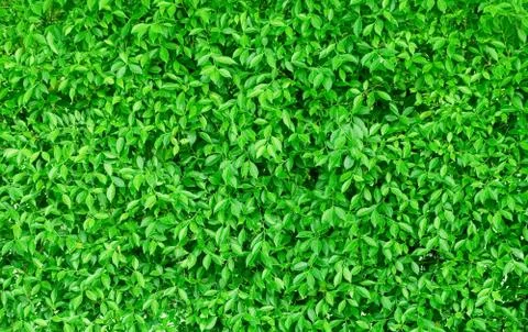 Background Pattern, Beautiful Horizontal Green Leaves Wall or Green Bush Back Stock Photos