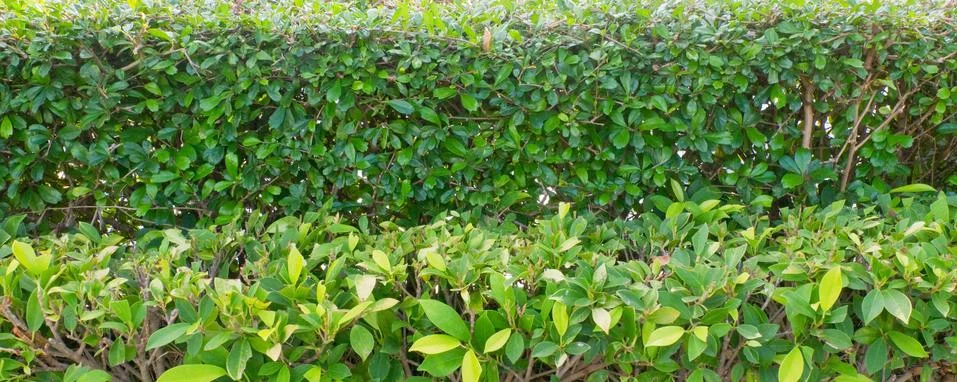 Background Pattern, Beautiful Horizontal Green Leaves Wall or Green Bush Back Stock Photos
